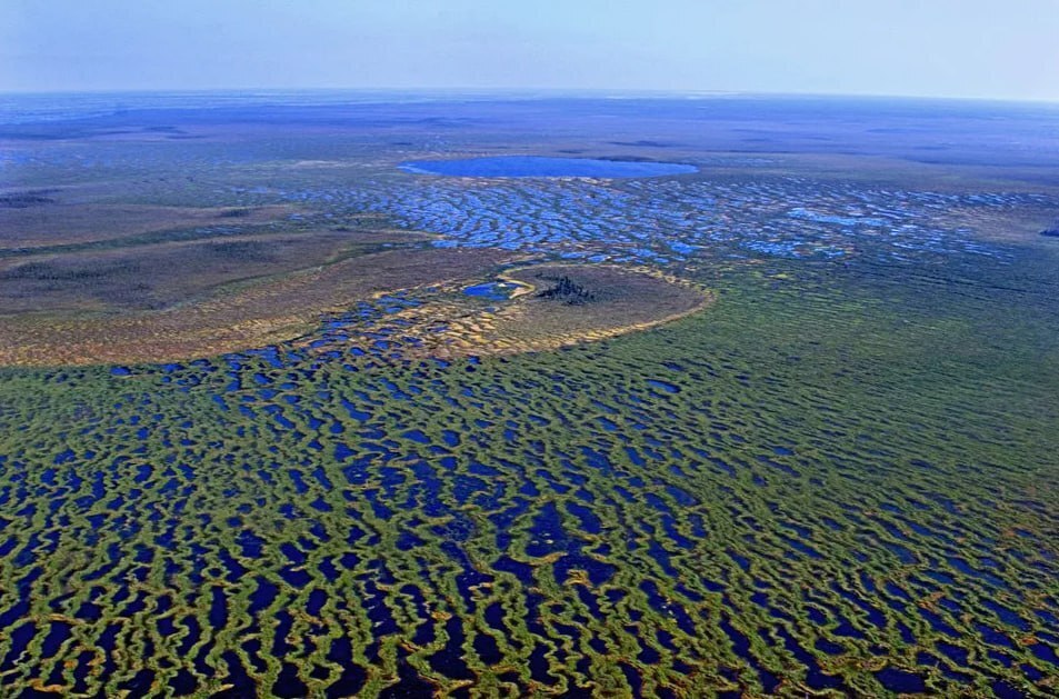 Васюганские болота: Величественное и загадочное чудо природы