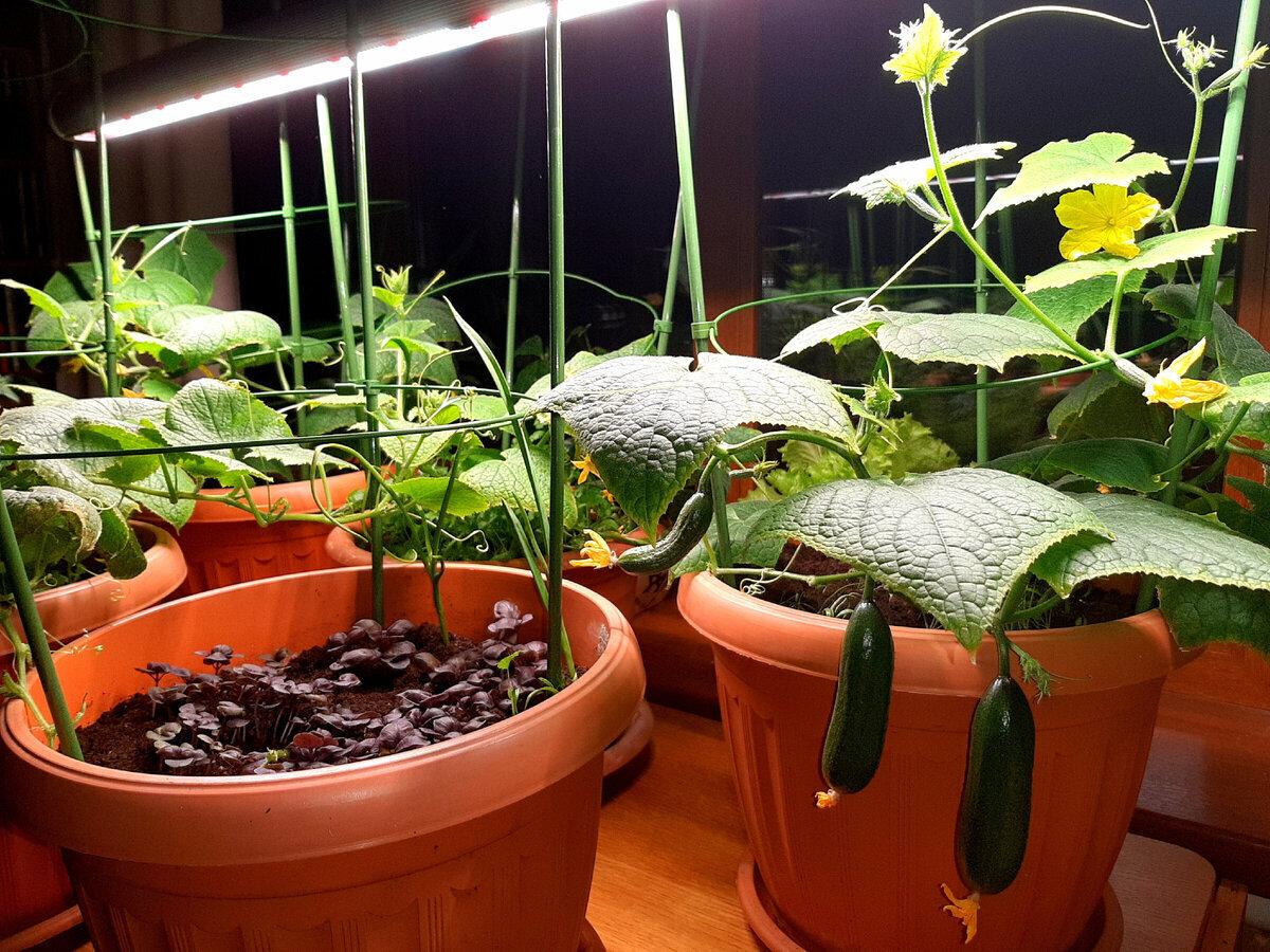 Зимнему огороду на подоконнике моё категорическое НЕТ. Развенчиваю миф.