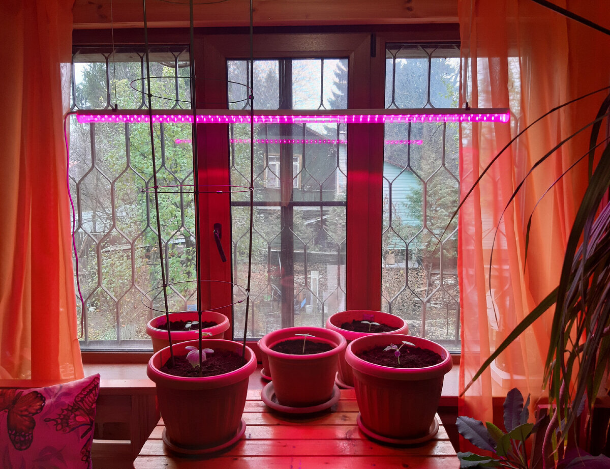 Зимнему огороду на подоконнике моё категорическое НЕТ. Развенчиваю миф.