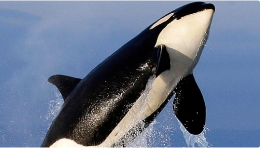 Косатки напали и потопили яхту у берегов Марокко