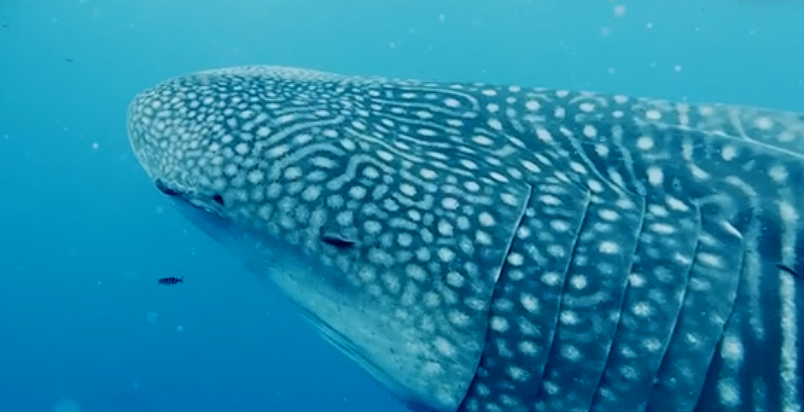 Крупнейший в мире вид рыб замечен в редком виде
