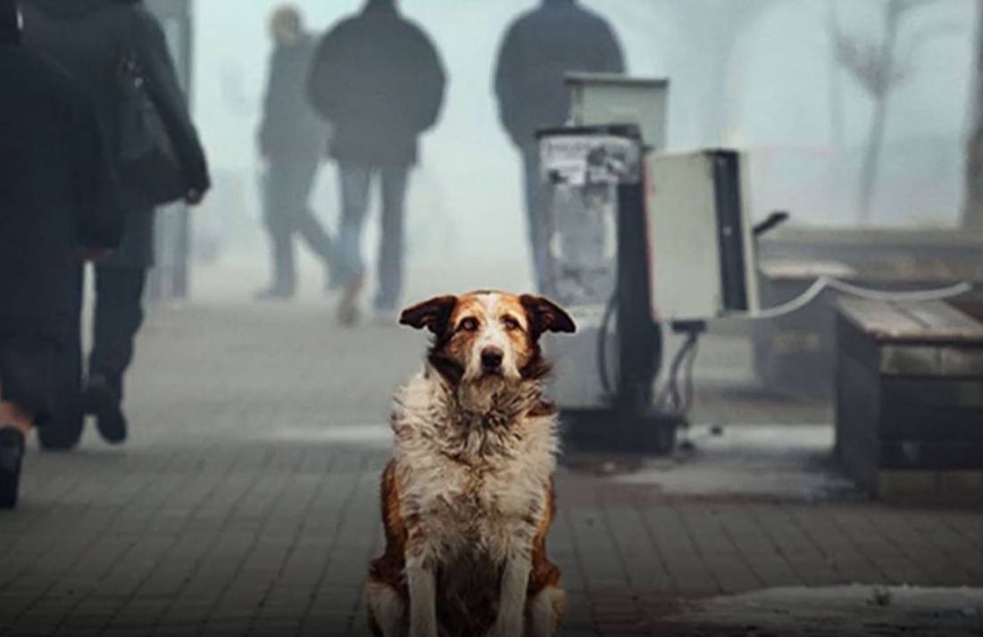 Наказание за предательство питомца. Год тюрьмы или штраф в 10тыс евро грозит людям в Италии, за выброшенное животное. Правильное наказание?