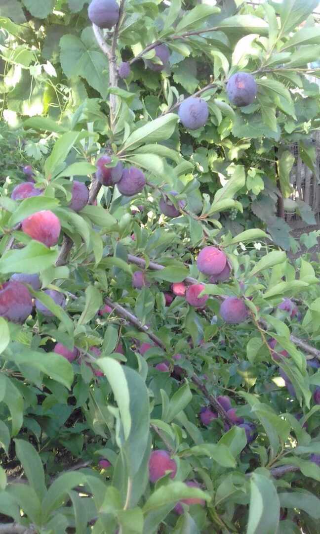 Не надо хмурить брови: моя история о непонравившемся подарке, обмане на рынке и чудесном урожае сладких ягод