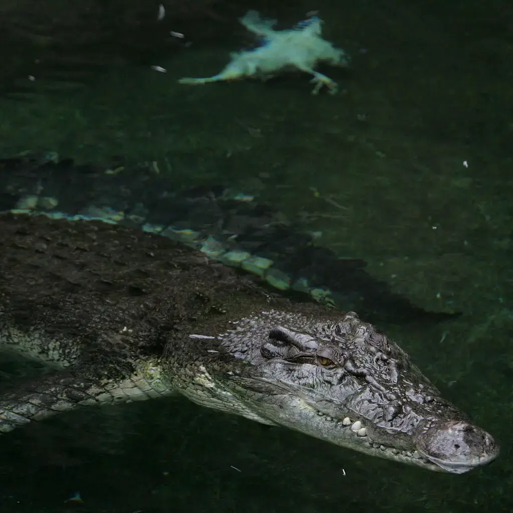 Крокодил кусает человека. Человек кусает в ответ