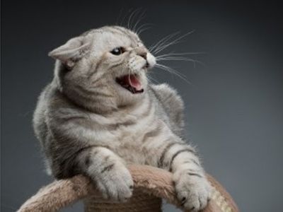 Тайны кошачьего мира. Большой анализ поведенческих паттернов.