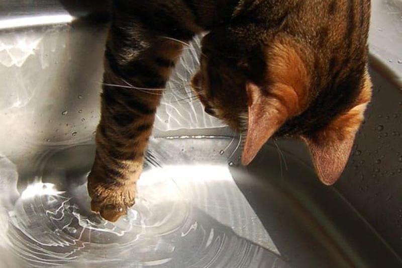 Тайны кошачьего мира. Большой анализ поведенческих паттернов.