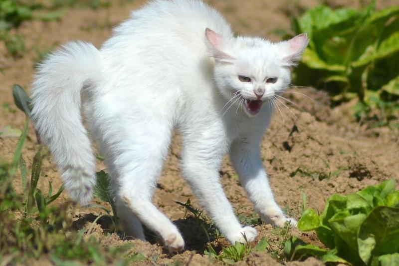 Тайны кошачьего мира. Большой анализ поведенческих паттернов.
