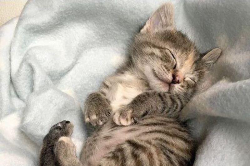 Тайны кошачьего мира. Большой анализ поведенческих паттернов.