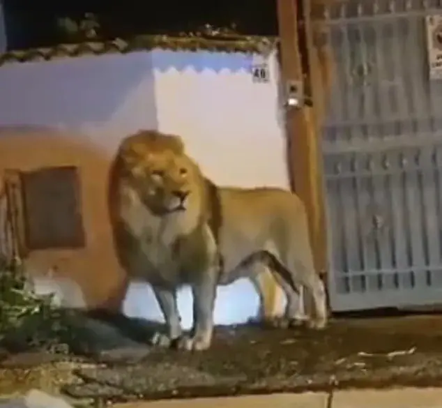 Шокирующий момент: лев, сбежавший из цирка, бродит по тихим улицам Рима, а власти блокируют район