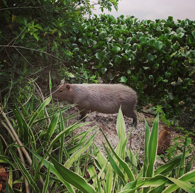«Тебя там изнасилуют и убьют», – говорили они. Правда ли, что в Бразилии опасно? Путешествие в Рио-де-Жанейро