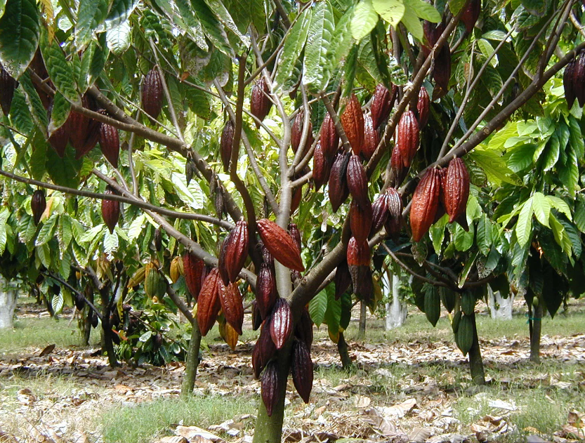 Развитие шоколадной индустрии: от древних цивилизаций до сегодняшних дней