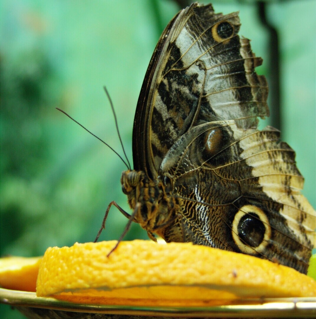 Не дайте себя обмануть и испортить Новый год! Как выбрать самый спелый, сладкий ананас и апельсины. Покажу свои хитрости