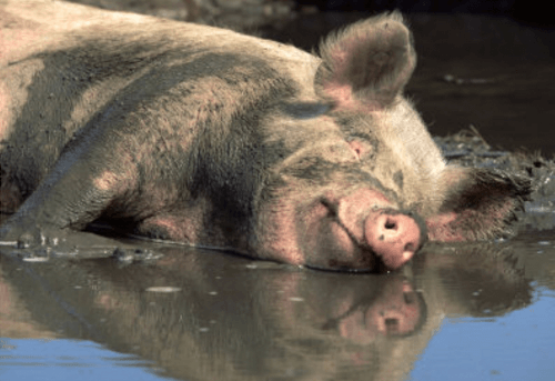 Дикая свинья крадет пиво, напивается и нападает на корову в Австралии