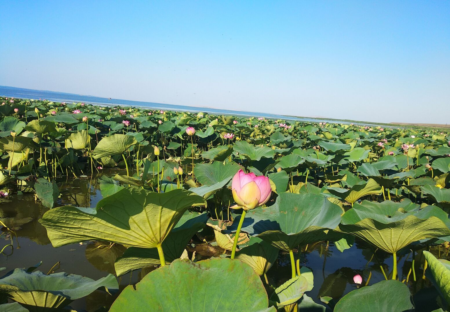 Есть места в России, где супер красиво и одно из таких мест "Долина Лотосов"