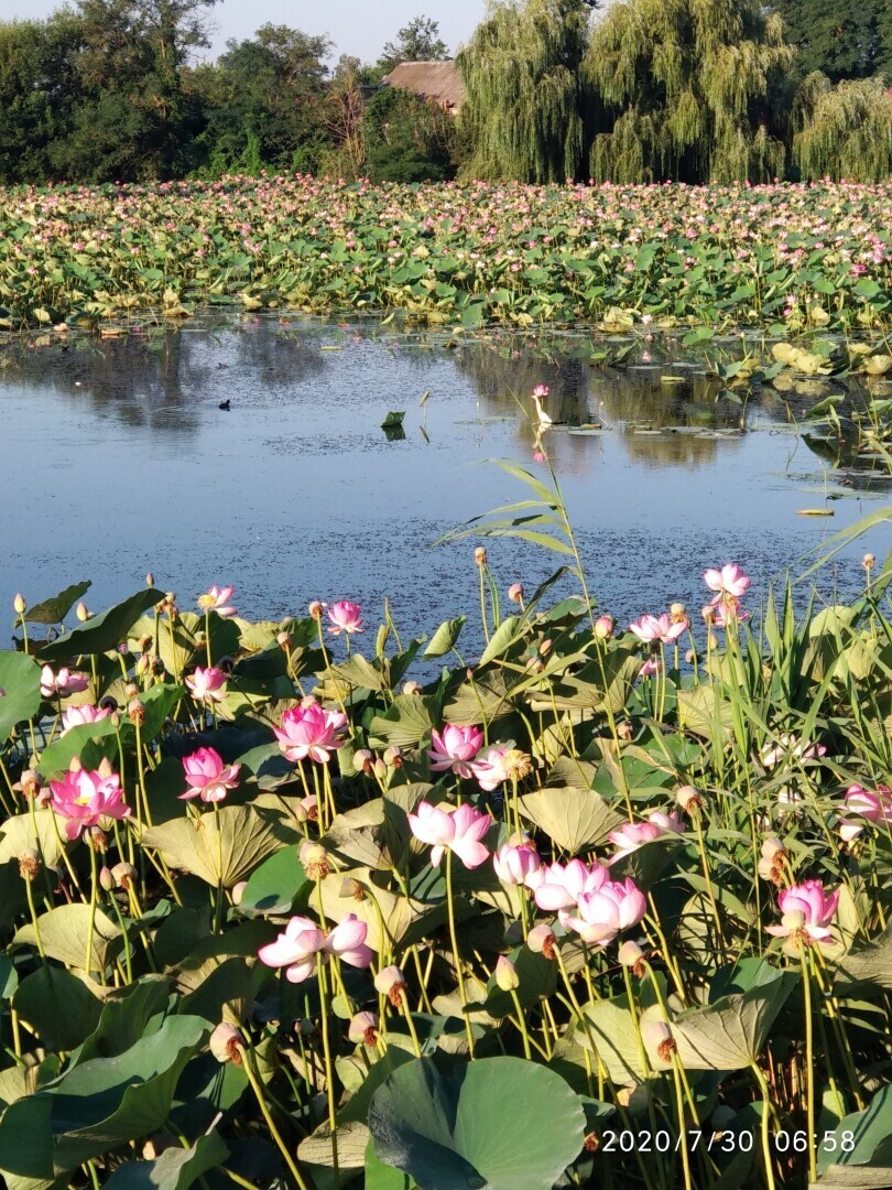 Есть места в России, где супер красиво и одно из таких мест "Долина Лотосов"
