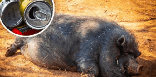 Дикая свинья крадет пиво, напивается и нападает на корову в Австралии