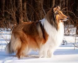 Колли: ум, юмор и преданность - идеальные компаньоны для жизни