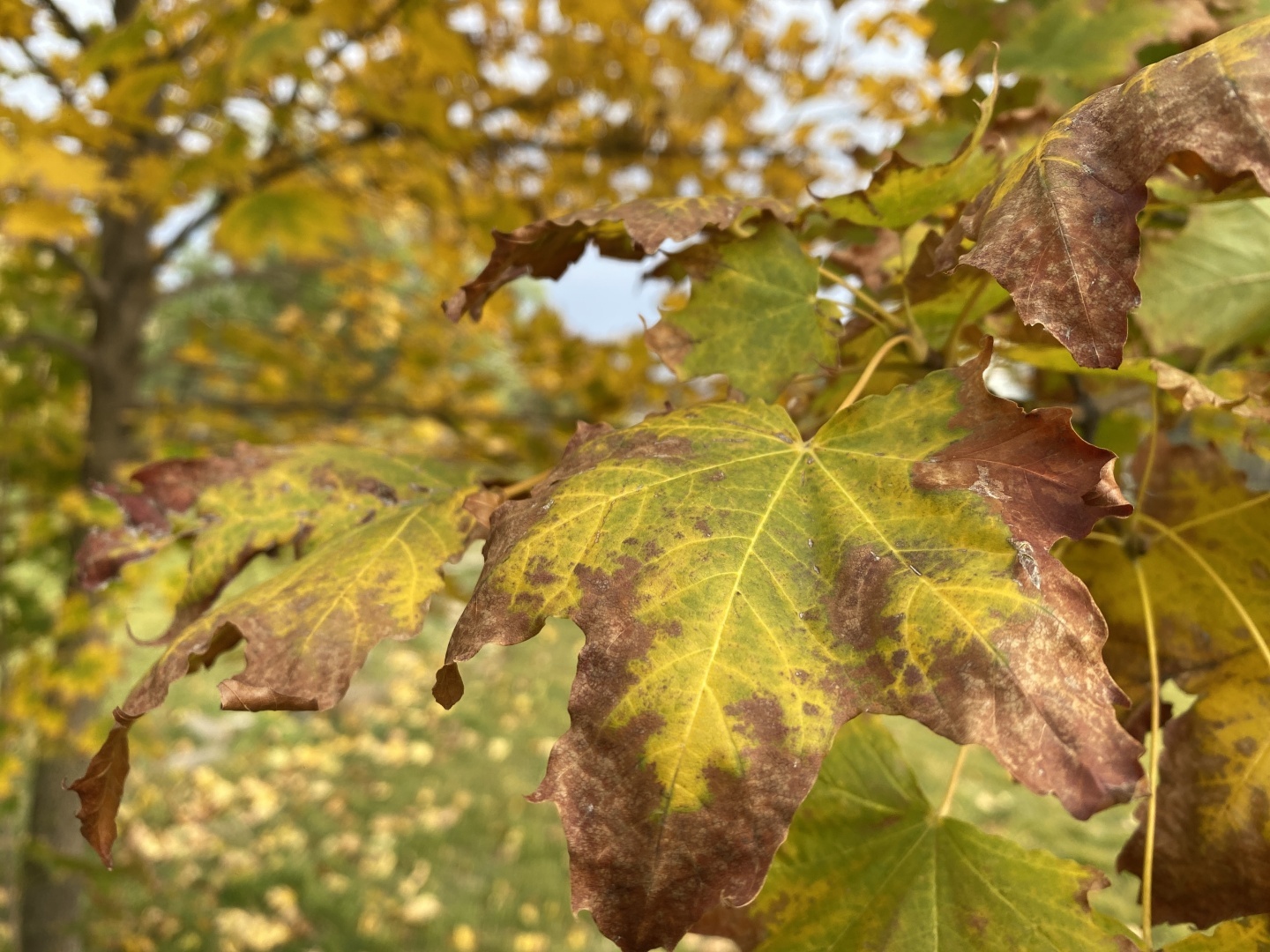Необычный парк в Ростове-на-Дону