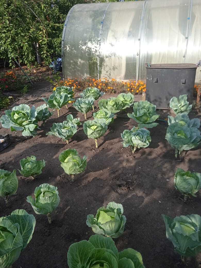 Мои бархатцы: красота в цветнике и защита в огороде от вредителей.Почему я ежегодно сажаю эти цветы за забором и в саду.