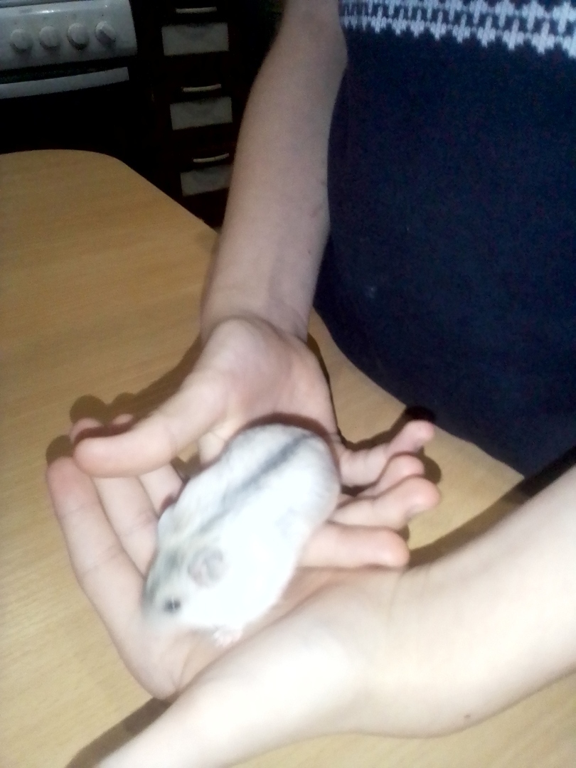 Хомячкариум для джунгариков