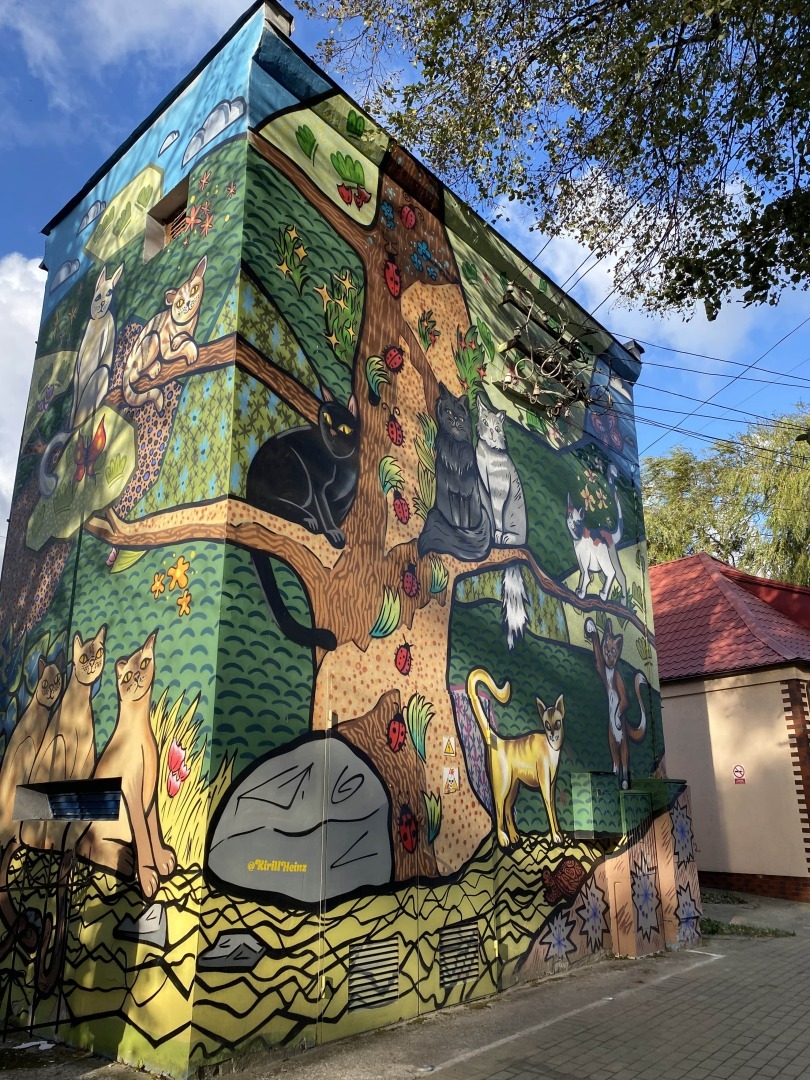 Настоящий кошачий город, где есть должность «Котошефа». Мое путешествие на 1 день в Зеленоградск - город кошек