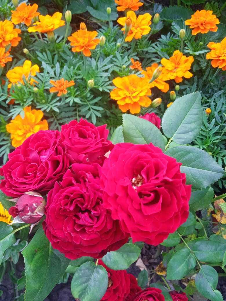 Мои бархатцы: красота в цветнике и защита в огороде от вредителей.Почему я ежегодно сажаю эти цветы за забором и в саду.