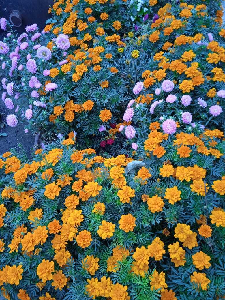 Мои бархатцы: красота в цветнике и защита в огороде от вредителей.Почему я ежегодно сажаю эти цветы за забором и в саду.