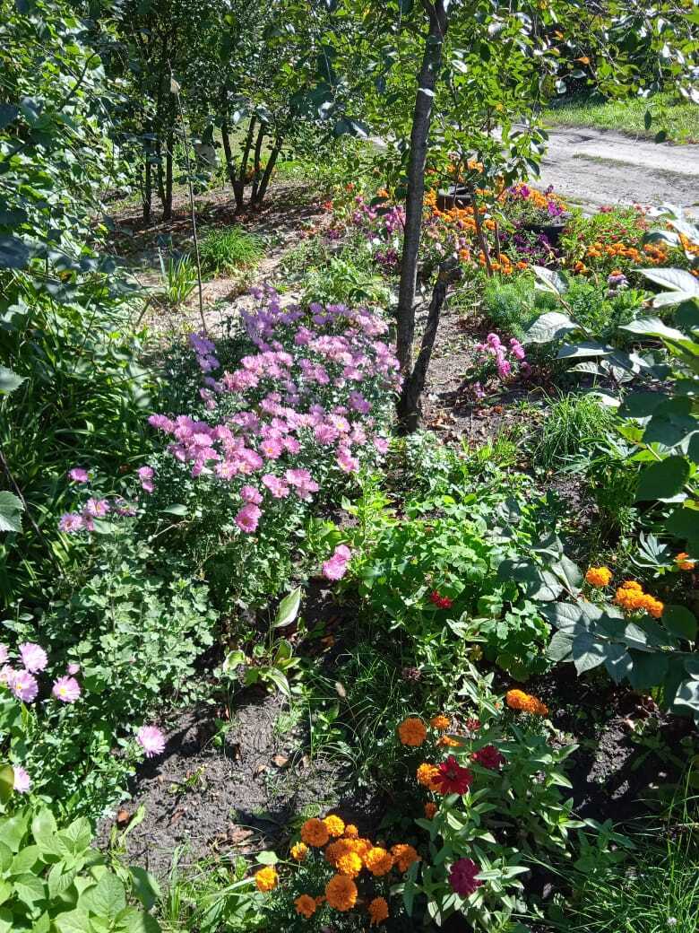 Мои бархатцы: красота в цветнике и защита в огороде от вредителей.Почему я ежегодно сажаю эти цветы за забором и в саду.