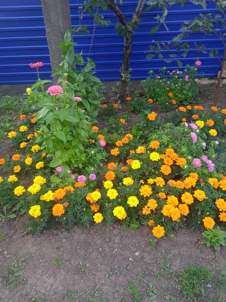 Мои бархатцы: красота в цветнике и защита в огороде от вредителей.Почему я ежегодно сажаю эти цветы за забором и в саду.