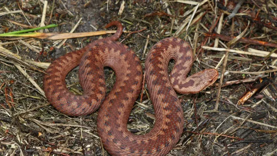 Гадюка (Vipera berus), находящаяся под угрозой исчезновения в Германии