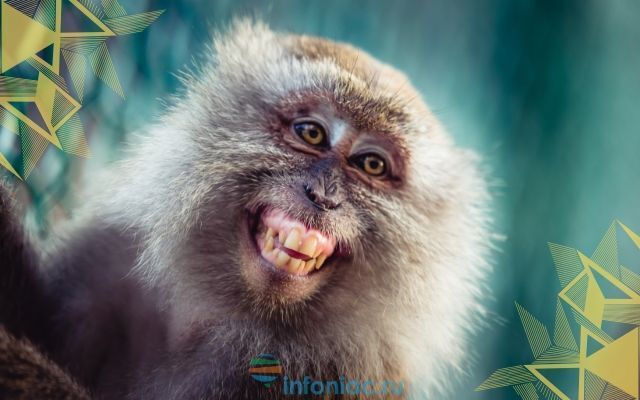 Приматы , если их пощекотать они смеются как люди