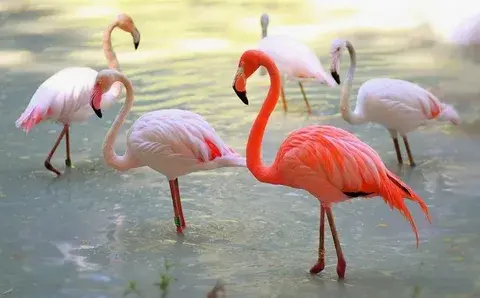 Необычные факты о животных: что мы не знали о наших пушистых и пернатых соседях