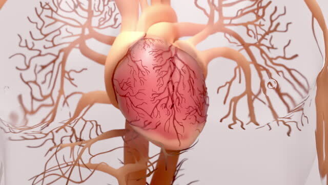 Невероятное чудо сердечно-сосудистой системы: выброс крови на поразительное расстояние в 9 метров!