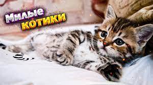 Почему котики так нравятся людям?