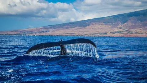 10 невероятных способностей животных, которые поражают нас