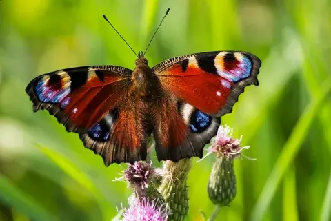 10 невероятных способностей животных, которые поражают нас