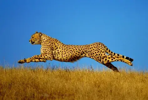 10 невероятных способностей животных, которые поражают нас