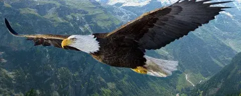 10 невероятных способностей животных, которые поражают нас