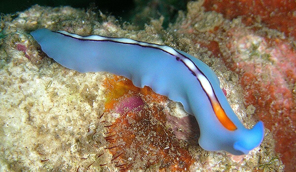 Удивительная битва полов: самец против Самок плоских червей