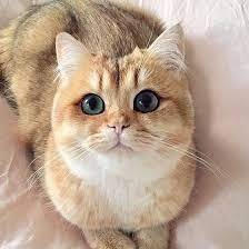 Почему котики так нравятся людям?