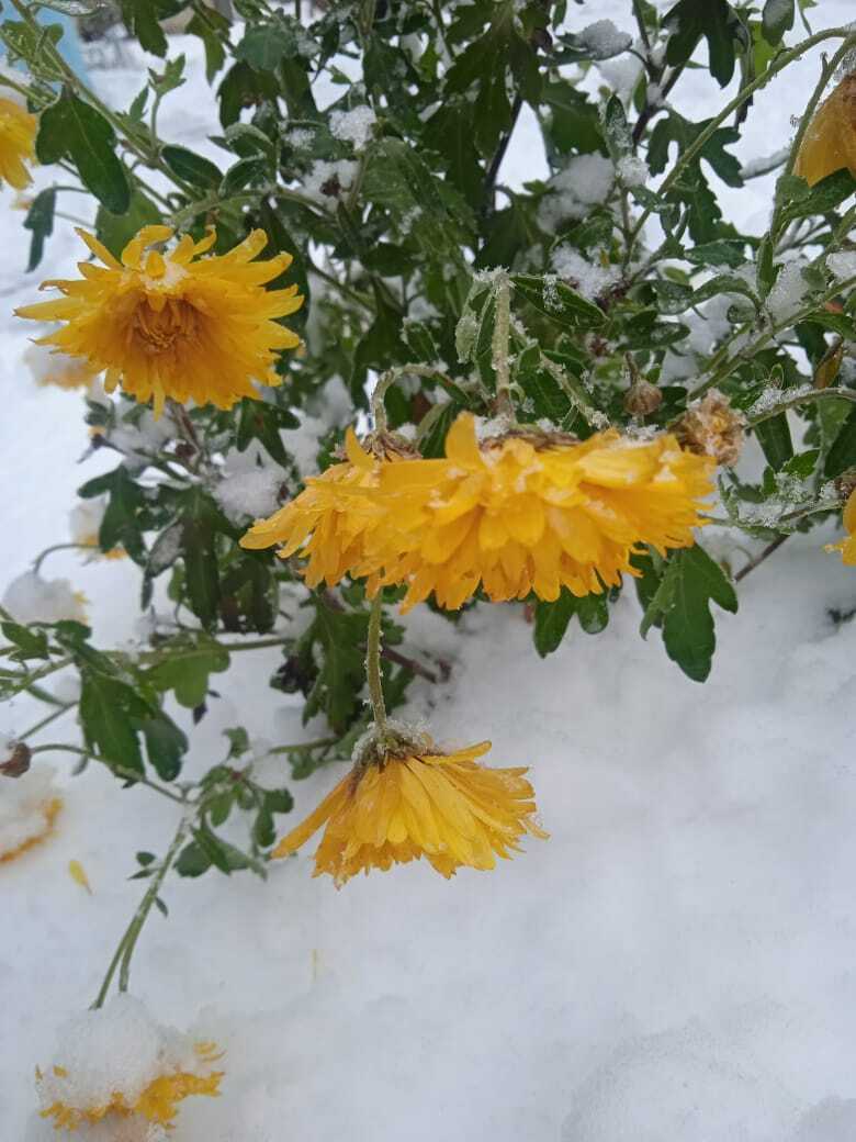 Новый журнал и новые статьи: моя вторая публикация журнале "Люблю цветы", что притягательного в моих зимних цветах