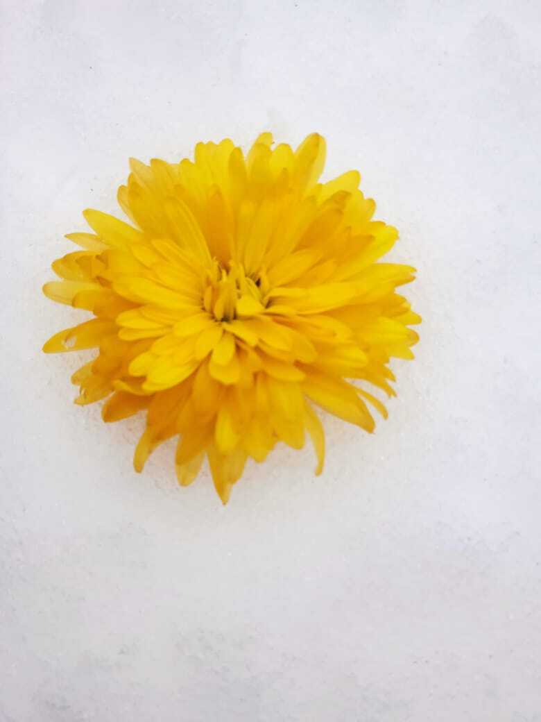 "Зима пришла негаданно, нежданно": цветы под снегом - мои розы, гацании хризантемы продолжают цвести под снегом