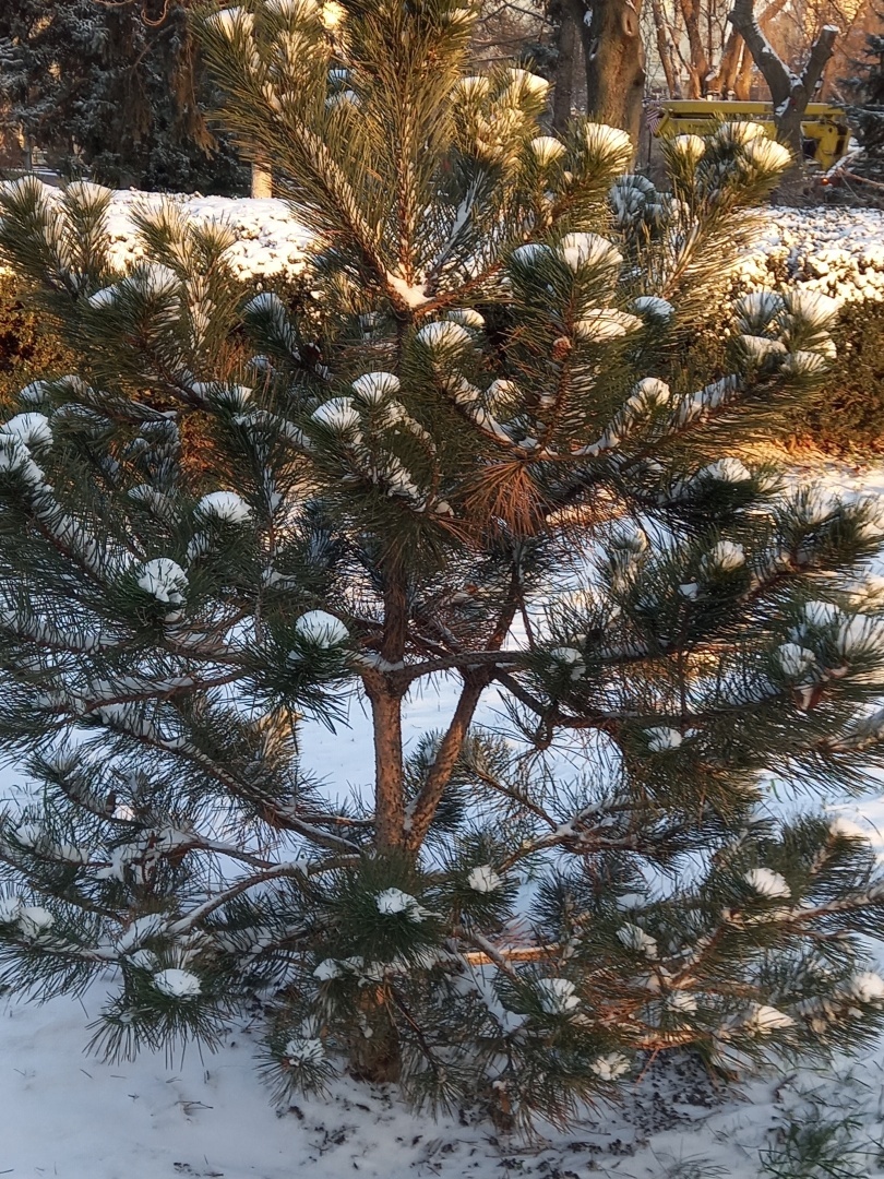 Как моя дочь писала письма Деду Морозу, а я готовила от него ответы (мой опыт можно использовать и сейчас)