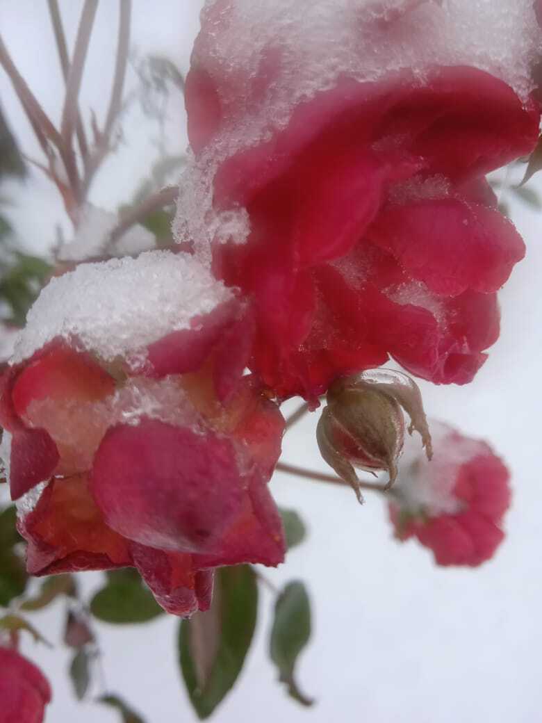 Новый журнал и новые статьи: моя вторая публикация журнале "Люблю цветы", что притягательного в моих зимних цветах