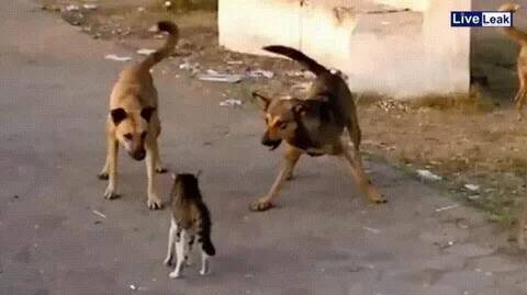 Бездомный храбрец. Реальная история