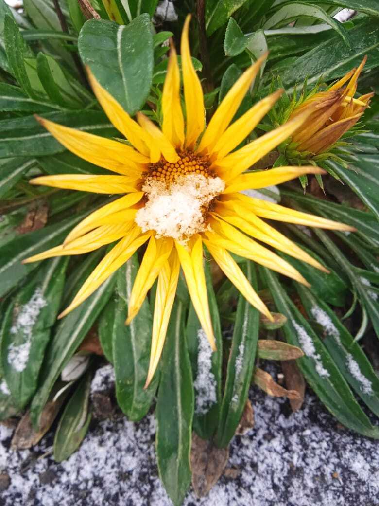 "Зима пришла негаданно, нежданно": цветы под снегом - мои розы, гацании хризантемы продолжают цвести под снегом