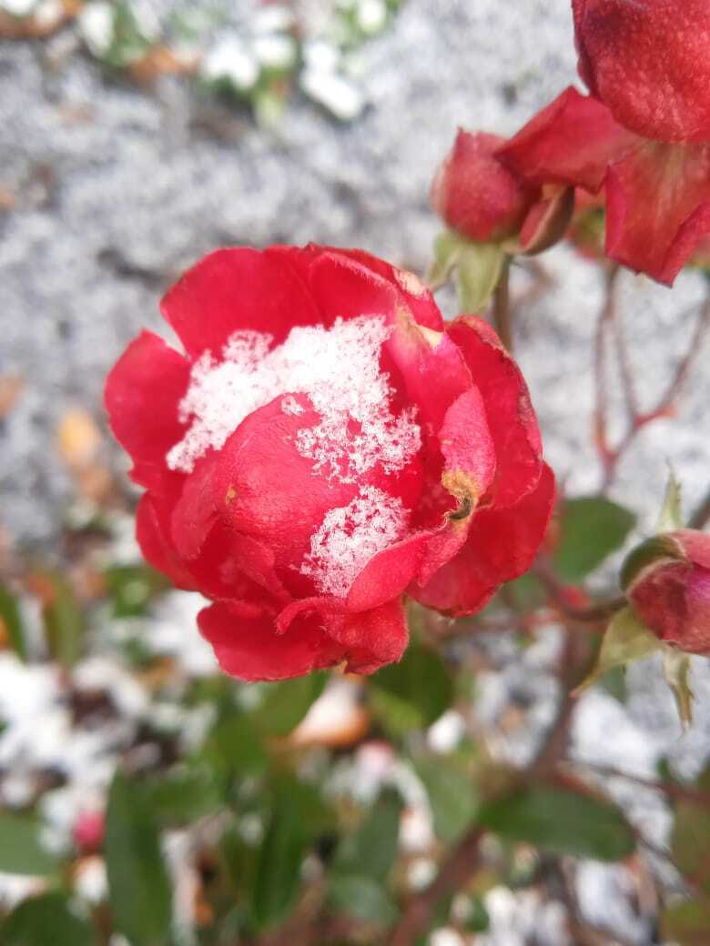 "Зима пришла негаданно, нежданно": цветы под снегом - мои розы, гацании хризантемы продолжают цвести под снегом