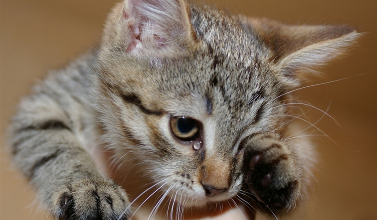 Закон о защите животных в действии: на блогершу живодёрку из Якутска завели уголовное дело, ей грозит реальный срок от 1 до 3 лет