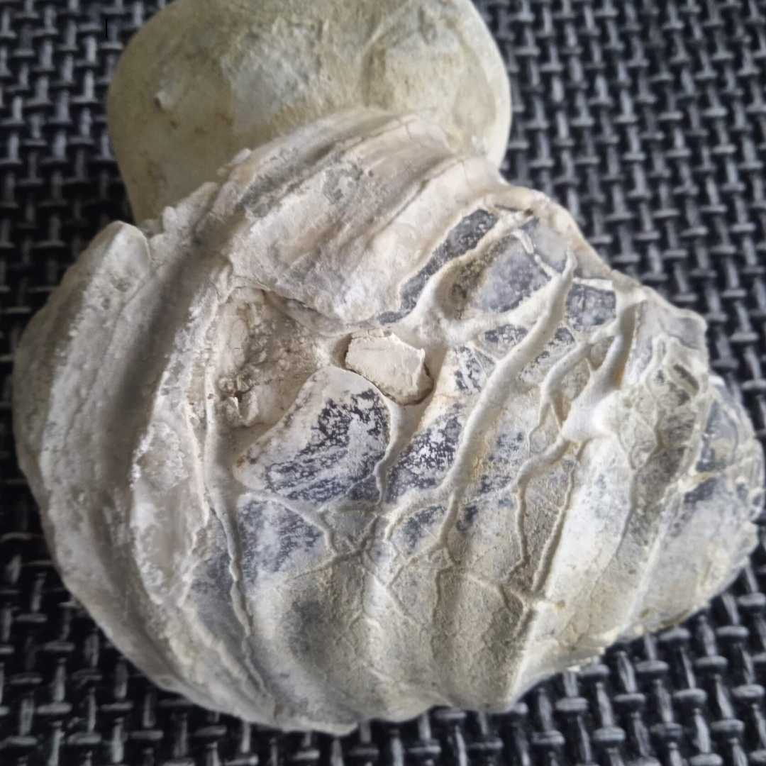 Сокровища которые лежат у нас под ногами.