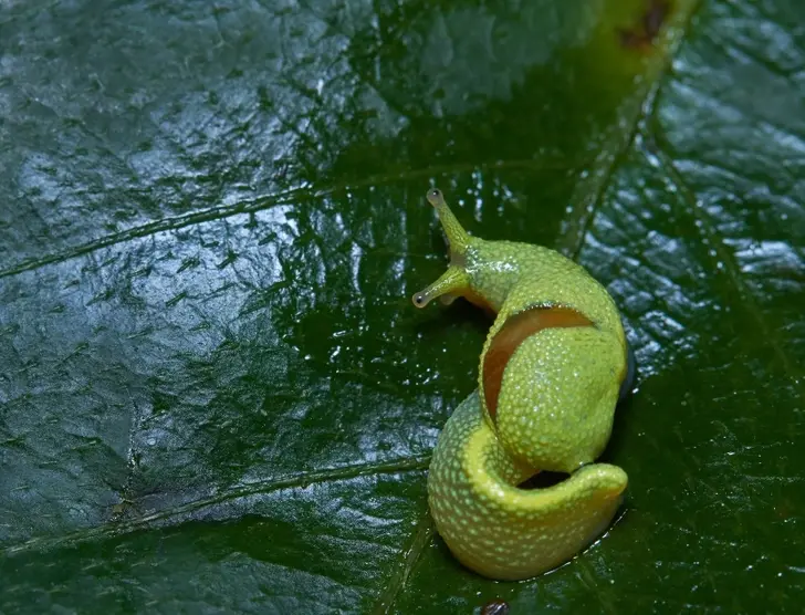 Удивительные существа нашей планеты